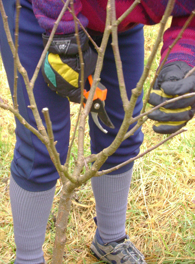 pruning MA Centerville fruit air trees,
